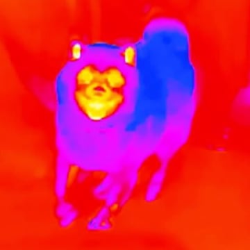 犬との再会の瞬間を『サーモグラフィーで撮影した』結果→あまりにもシュールな光景に爆笑の声続々「徐々に温かくなるの草」「ジワるｗｗｗ」