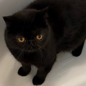 毛がふわっふわの黒猫→『お風呂』に入った結果…同じ猫とは思えない『衝撃ビフォーアフター』に６万いいね「情けなくて好き」「笑ったｗ」