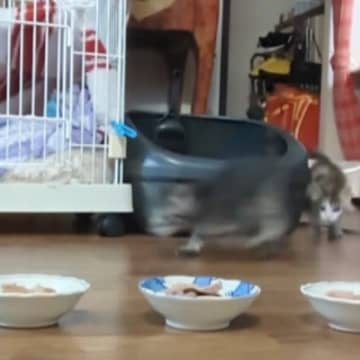 保護子猫たちにごはんをあげると…食べている最中の『鳴き声』が可愛すぎると30万再生の反響「旨って言ってるｗ」「なんて可愛さ」