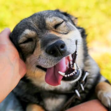 『愛想がいい犬』の特徴4つ　人懐っこい性格のワンコの共通点やお世話のポイントまで
