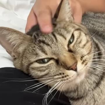 ママにはべったりと甘えるキジトラ猫→パパが触ろうとすると…『あまりの豹変ぶり』に爆笑する人続出「同じ家なのにｗ」「面白すぎるｗ」