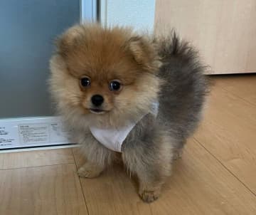 散歩デビュー時の“むちむち”感が可愛いポメラニアンの子犬　2才目前の今、“たぬき顔”の元気いっぱいなコに成長！
