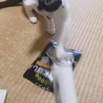 愛猫のために『にぼし』を潰していると…まるで『餅つき大会』爆笑の展開が240万再生「タイミングが一緒で爆笑」「正月の予行演習？ｗ」