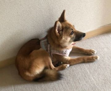緊張から震えていた推定1才の元保護犬　3年後には、表情が明るく“飼い主さんへの愛情”があふれる存在に