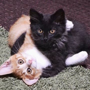 実家の庭に突然現れた“似ていない兄妹猫”　保護から7年後の今の関係にほっこり