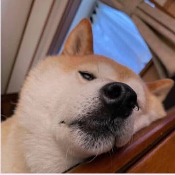 犬は寒いと水を飲まずに水分不足になる？ 冬に犬の水分補給を行うコツ