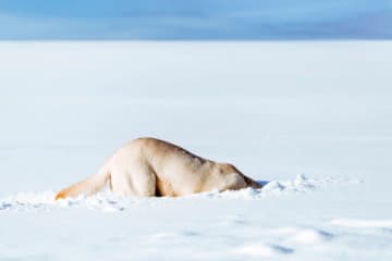 「クンクン」と鳴き声。脱走した10歳のラブラドールが湖に転落→警官が救助。飼い主「感謝してもしきれない」
