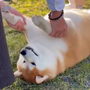 犬が『大好きなおじいちゃんおばあちゃんと遊んだ』結果→あまりにも尊い『脱力しすぎる様子』が129万再生「見てて癒される」「ニヤけた」