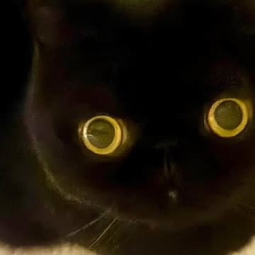 『11万いいね』まん丸おめめが可愛らしい黒猫ちゃん→『しっぽ』を見ると……「武器みたい」「絵のようなかわいさ」とSNSで反響