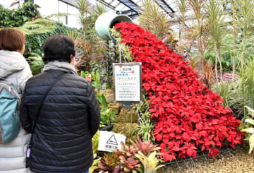 ポインセチアで「花の滝」　クリスマス演出　茨城・水戸市植物公園