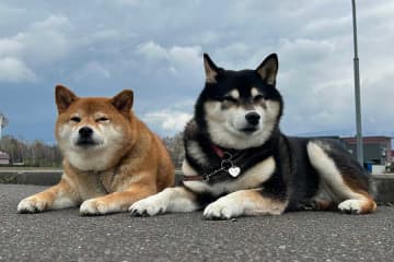 「進まないみたいだ…」　柴犬が大好きな新雪にダイブ→吹雪の中でピクリとも動かず　埋もれた姿に反響「柴はもうだめです。助けてください」