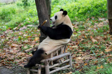 パンダの福宝、椅子に座ってのんびり食事　中国四川省