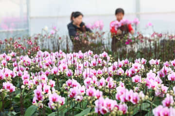 年越し用の花が販売ピークに　中国河北省石家荘市