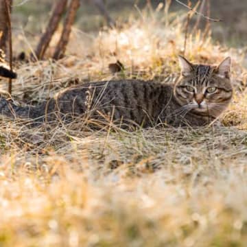 日本に『尾曲がり猫』が多いのはなぜ？考えられる理由やルーツもご紹介