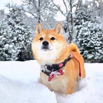 犬が冬に膀胱炎になりやすい理由と予防法　寒い季節は犬の膀胱炎に注意！