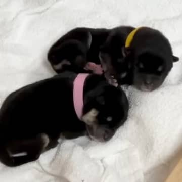 『生後１日』の赤ちゃん犬とママ犬→育児の様子を観察してみると…母性を感じる『尊い光景』が10万再生「テキパキお母ちゃん」「癒される」