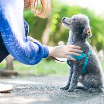犬に配慮した『5つの叱り方』思いやりのあるしつけ方法や逆効果となる怒り方まで解説