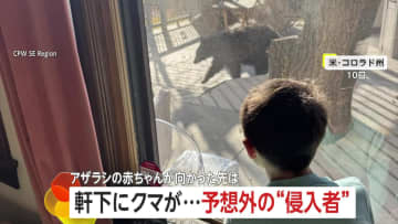 【予想外の侵入者】アメリカの軒下にクマが…麻酔で眠らせ捕獲　ニュージーランドではアザラシの赤ちゃんがバーに…サーモンで誘導し無事保護