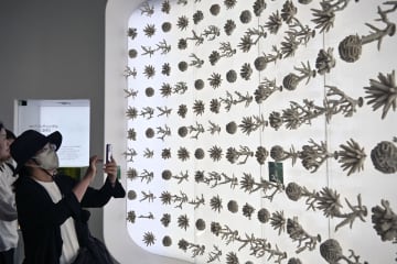 万博展示の人工サンゴ、海へ移植　サウジ館、生態系の再生挑戦