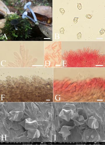 中国・武夷山で新種キノコ「青鸞粉褶菌」を発見