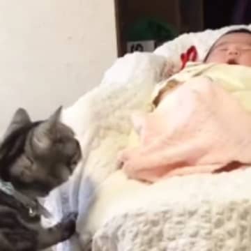 赤ちゃんをやさしく見守る実家の猫→『５年後』、久しぶりに対面すると…心温まる光景が190万再生「本当にいい子」「ウルウルときた」