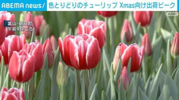 師走の話題 チューリップの出荷が最盛期