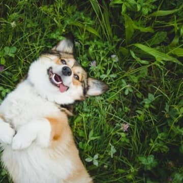 犬が日常で『幸せ』だと感じる5つの瞬間　幸福感が高まっているときにみせる行動とは？