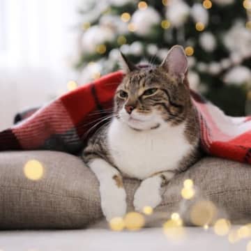 愛猫との『クリスマス』で起こりうるトラブル5選　安心して過ごすための予防策も解説