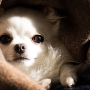 『寒さに弱い犬種』５選　寒がりなワンコの特徴や本格的な冬を迎える前にすべき防寒対策とは？