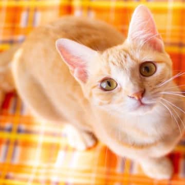 『愛情を注がれている猫』がみせるサイン5つ　あなたの想いに応えてくれているかも？