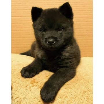 見た目はクール、中身は感情豊か！　甲斐犬の子犬の「5年後の成長姿」にほっこり