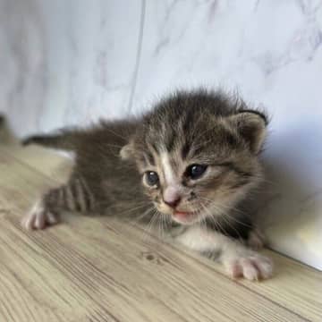 風呂釜の下でひとりぼっちで鳴いていた生後2〜3週齢の子猫を保護　3カ月後、人見知りしない“やんちゃガール”に成長中！