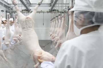 中国、シンガポールにチルド豚肉輸出へ