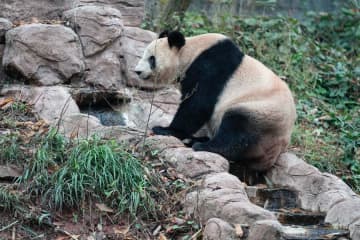 水を飲むパンダのシンシン　中国四川省