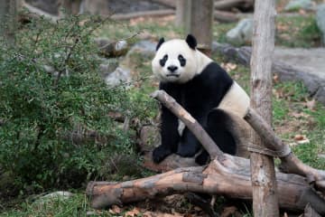 パンダ「小奇跡」のリラックスタイム　中国四川省