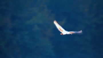 朝の湿地に舞い降りたトキ　中国陝西省