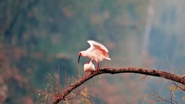 冬の湖畔に仲むつまじいトキの姿　中国陝西省