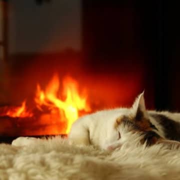 奇跡の生還　火事で全焼した建物に閉じ込められ、3週間半を生き延びた猫　英国