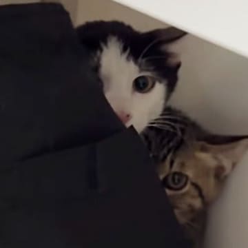 保護子猫の兄弟をおうちに迎えて2日目→仲良くなりたくて『おもちゃ』を使ったら…キュンとくる光景が164万再生「警戒心MAXｗ」「尊い」