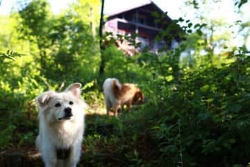 すべては大福のために【穴澤賢の犬のはなし】
