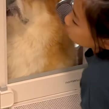 シャンプー後の犬を『ドライヤーハウス』に入れたらブチギレてしまい…もはや別の生き物な『表情』が7万再生「お顔がｗ」「絶望してて草」