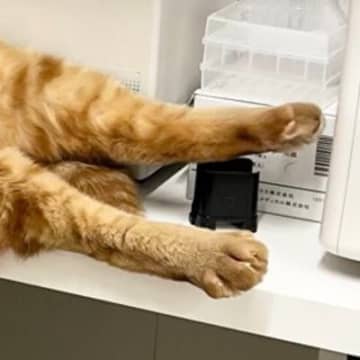動物病院で保護された猫→馴染みすぎた結果…思わず笑う『大胆な寝相』に２万いいね「もう開ききってるね」「小さいおっさんのようで尊い」