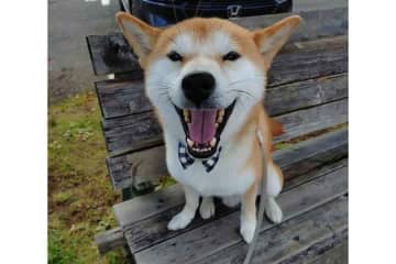 「えっ!?　氷の上で良かった」　凍った池で転がる柴犬　飼い主がヒヤヒヤした全力“ゴロスリ”が話題　「お気持ちすごくわかります」