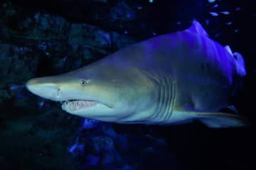 横浜・八景島シーパラダイスで“サメ特化”の特別展、サメが泳ぐアーチ水槽＆ふれあい体験も