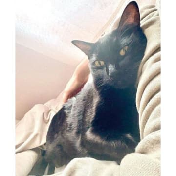 悲しい夢を見て泣いていたら、愛猫がそっと肉球で“起こして”くれた？　飼い主に寄り添う元保護猫の行動に反響