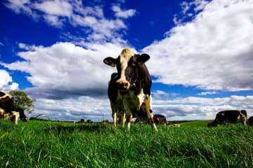 アイルランド産乳製品 牧草飼育が生み出すおいしさ 持続可能性で世界をリード