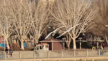 杜鵑河でハクチョウ400羽が越冬　中国・新疆コルラ市