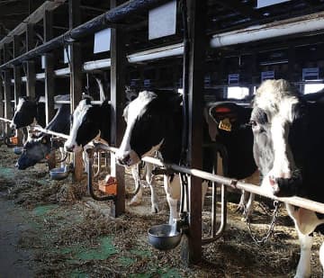 2025年酪農乳業界重大ニュース 新酪肉近代化基本方針を策定 生乳需給安定へ制度対応進む