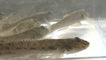 30年の歴史で『視聴者が食べてみたいDASHグルメ』を大発表！リーダー城島茂が最も感動したグルメとは？