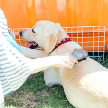 犬の散歩後にすべき『お手入れ』５選　正しいケア方法や避けるべきNG行為まで